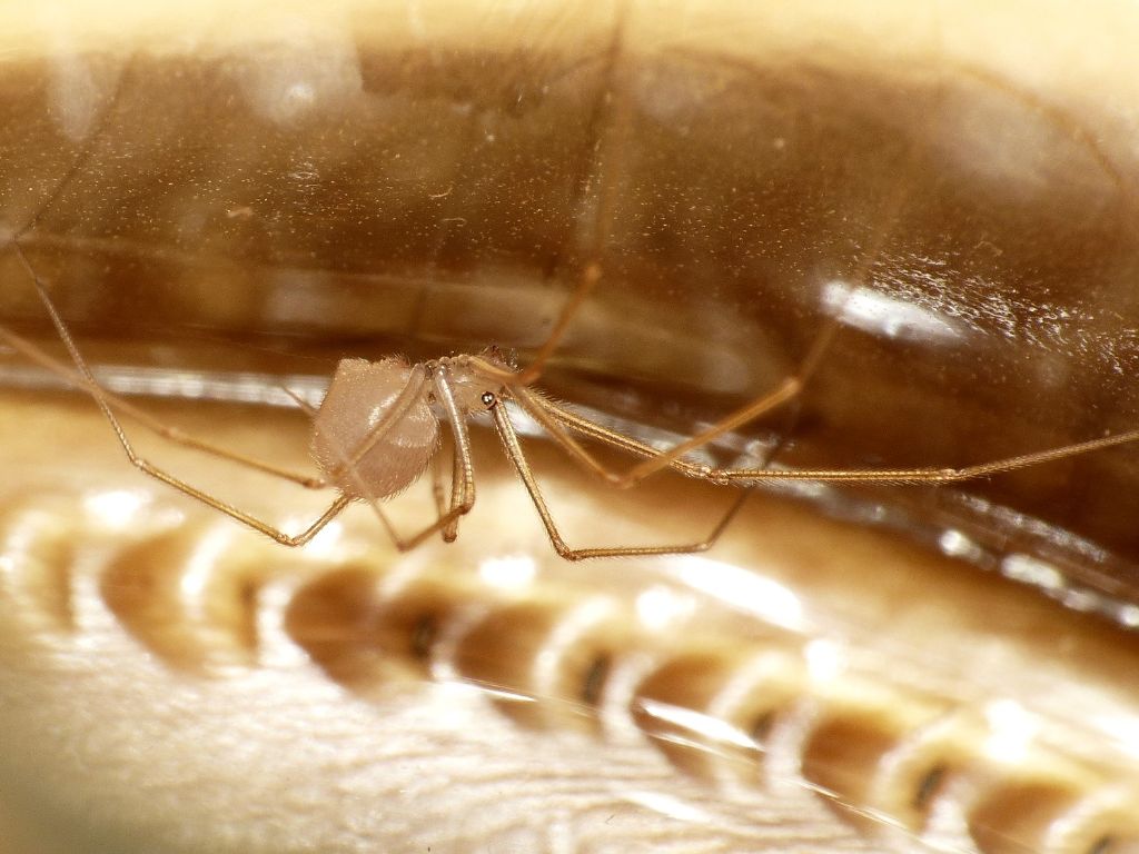 Spermophora senoculata - Roma (RM)